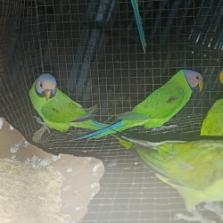  ကျေးခေါင်းပန်း Image, classified, Myanmar marketplace, Myanmarkt