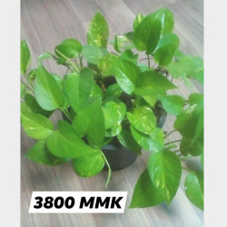 အရွေ့အပြောင်းအရောင်းပစ္စည်းများ Image