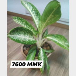  Moving Sale Image, classified, Myanmar marketplace, Myanmarkt