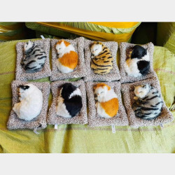  အနံ့စုပ်ကြောင်ရုပ် Image, classified, Myanmar marketplace, Myanmarkt