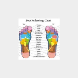  အုန်းခြေနင်း Image, classified, Myanmar marketplace, Myanmarkt