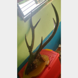  ဆတ်ဂျို အကောင်ကြီးမျိုး Image, classified, Myanmar marketplace, Myanmarkt