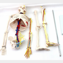  ခန္ဓာဗေဒ အရိုးစု ၃ပေ ၈၅cm ဆိုဒ် (pre-order) Image, classified, Myanmar marketplace, Myanmarkt