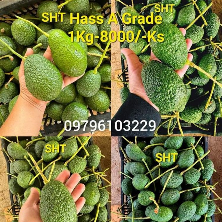 အခြား - hass avocado Price in Myanmar | Myanmarkt Marketplace | Myanmarkt