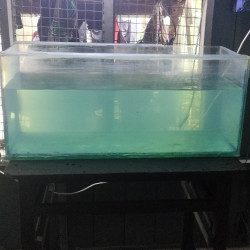  ငါးကန် Image, classified, Myanmar marketplace, Myanmarkt