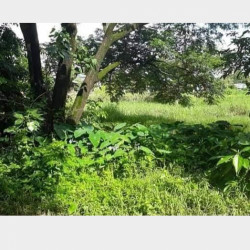  မြေအရောင်း Image, classified, Myanmar marketplace, Myanmarkt