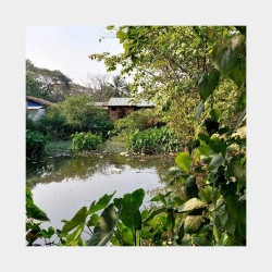  💢တောင်ဒဂုံ [53]ရပ်ကွက် ၊ မြေကွက်အမှတ်[964] Image, classified, Myanmar marketplace, Myanmarkt