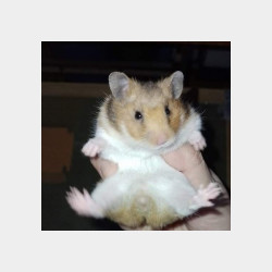 Hamster Image