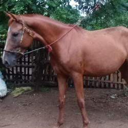  ရောင်းရန် Image, classified, Myanmar marketplace, Myanmarkt